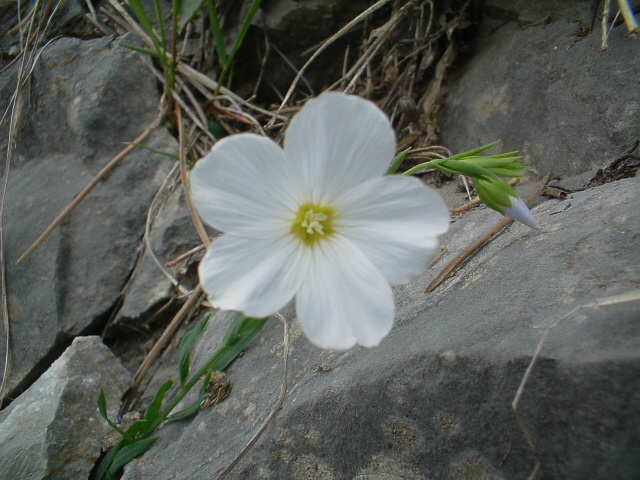 Linum alpinum / Lino alpino